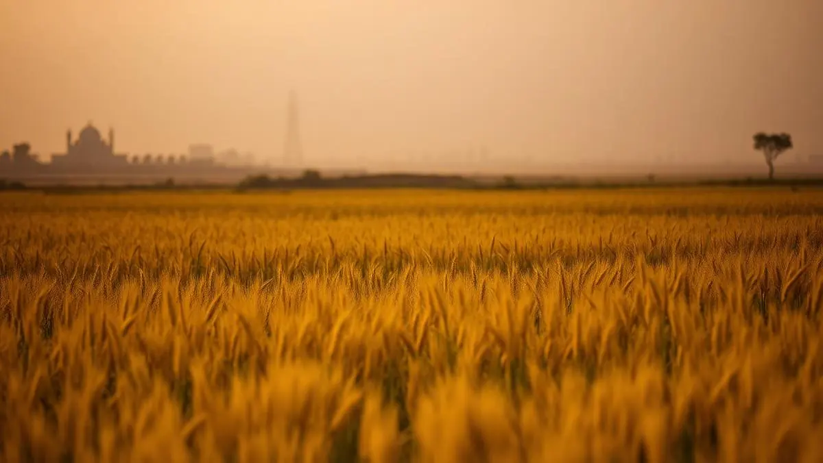 A golden wheat field in western Uttar Pradesh at dusk with dust haze in the air